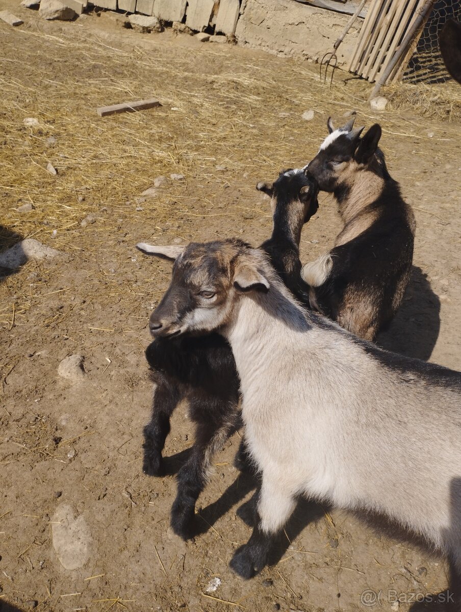 Predám 3 kozliata - 4