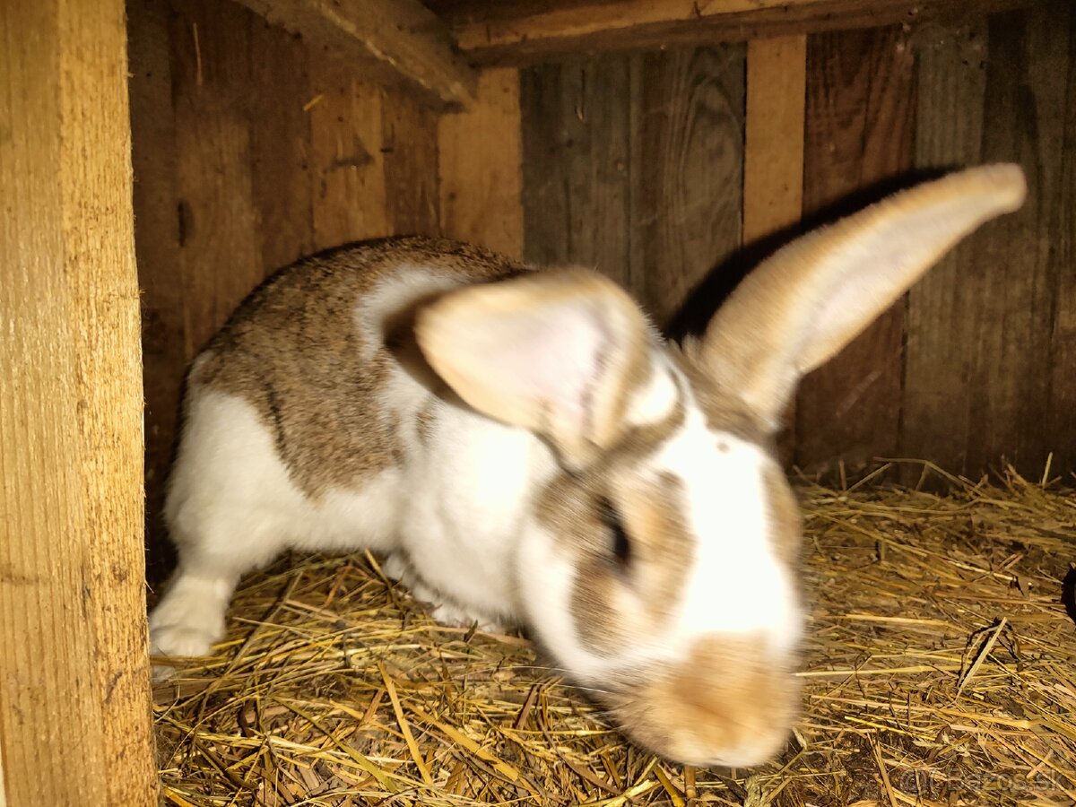 Dospelé samice vhodné na párovanie akcia 25€ - 4