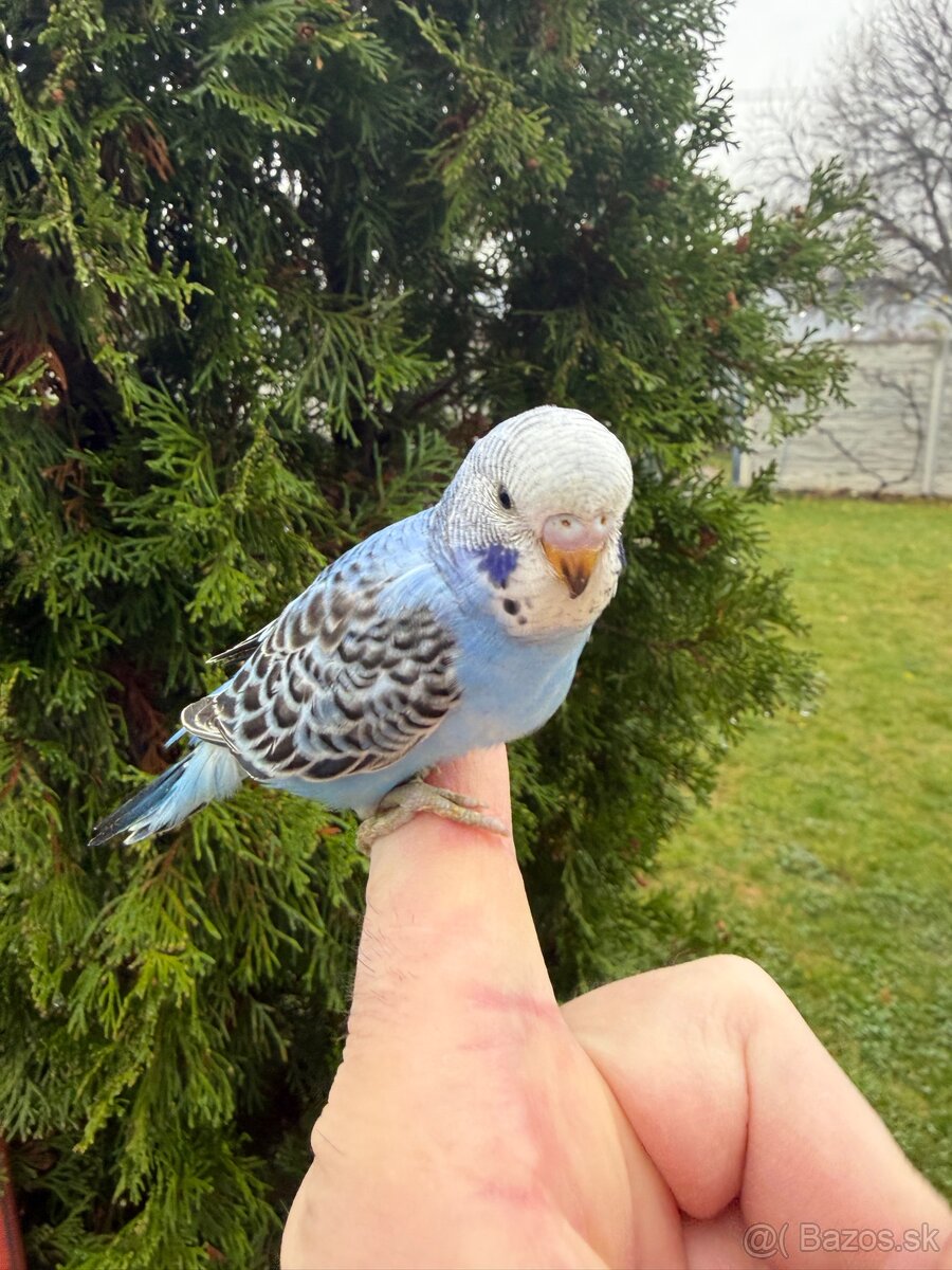 Andulka Maznačik krotká - 4