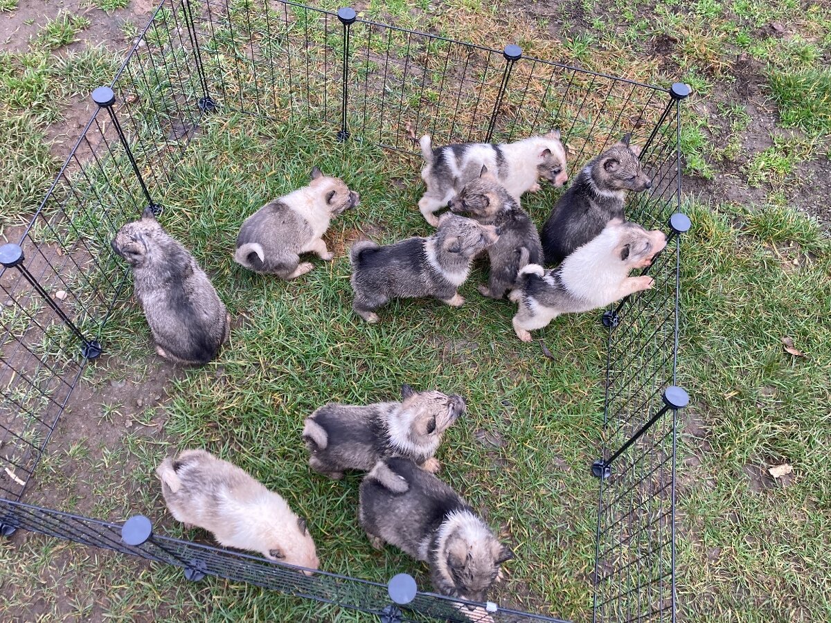 Západosibírska Lajka - 4