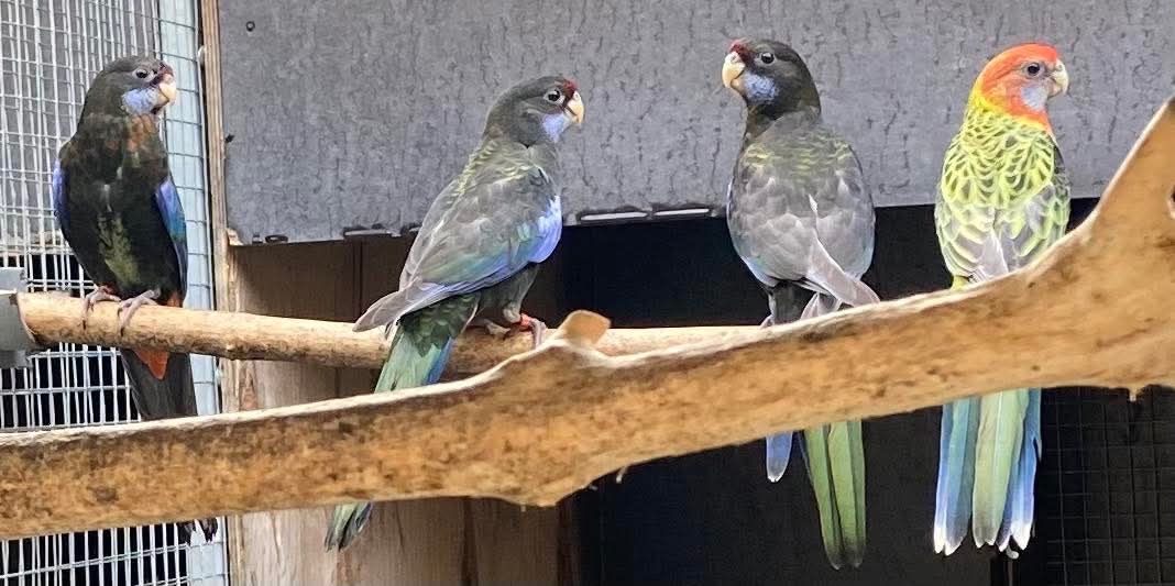 Rozely parana na ciernomodre - 4