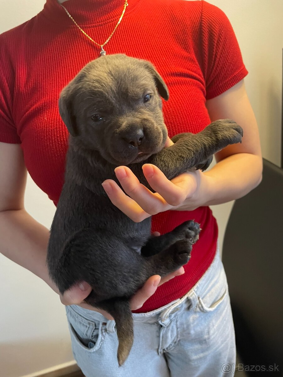 Cane Corso s PP - 4