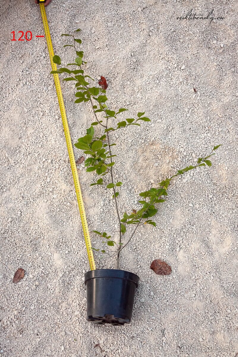 Predám Hraby, na živý plot alebo samostatnú výsadbu - 4