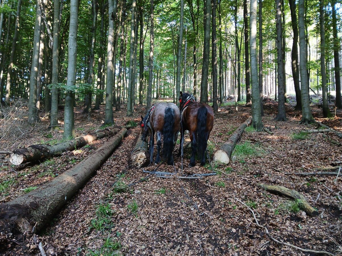 Predám ťažného valacha. - 4