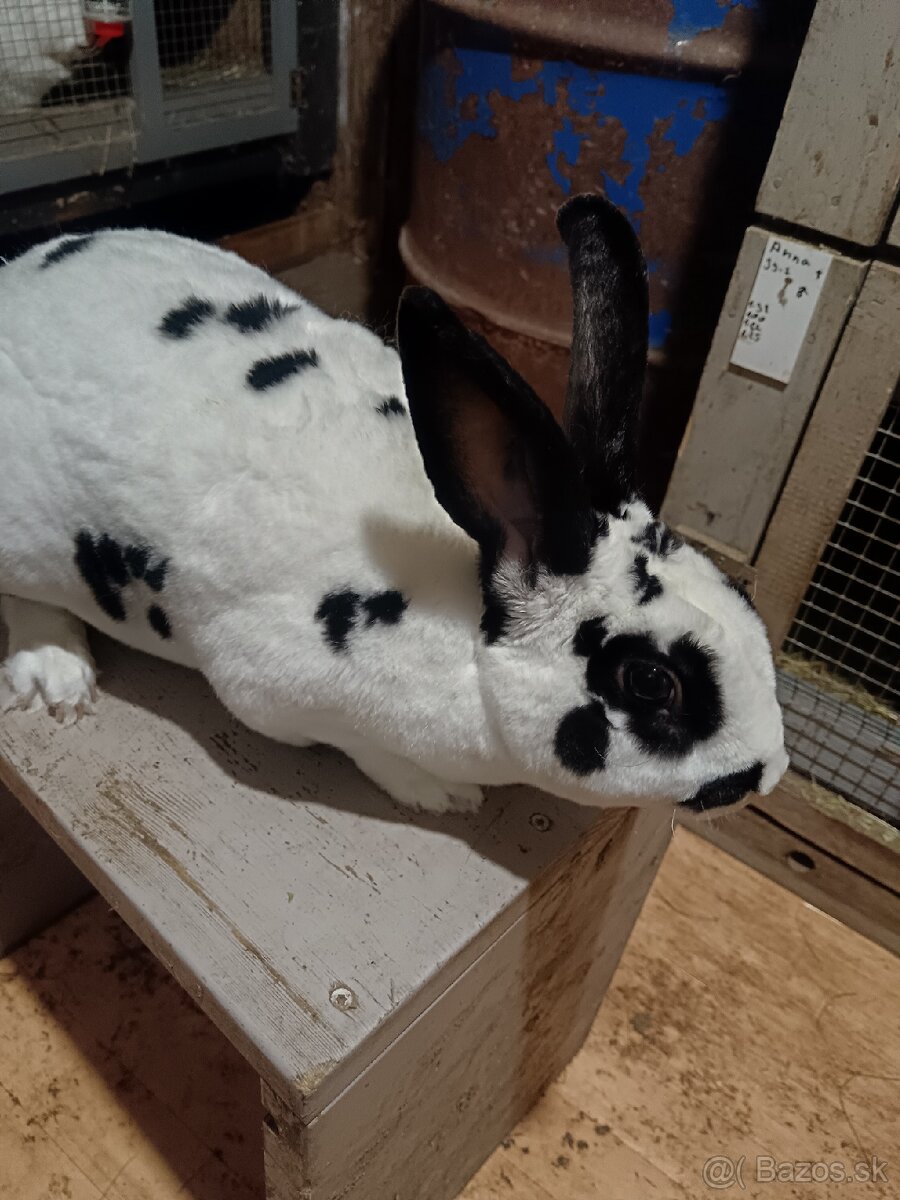 Rex Dalmatinský strakač čierny - 4