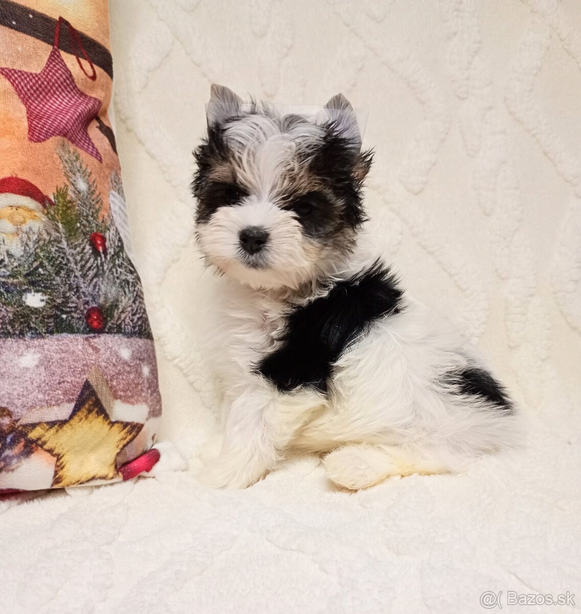 Yorkshir teriér biewer - 4