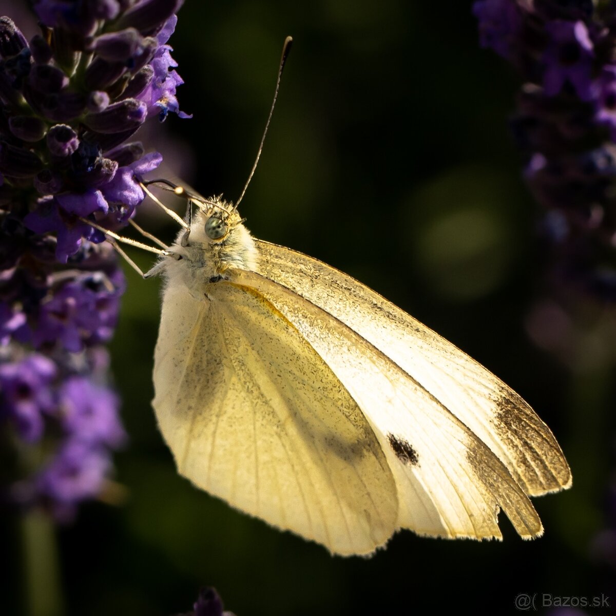 PREDÁM SONY A 7 III - 4
