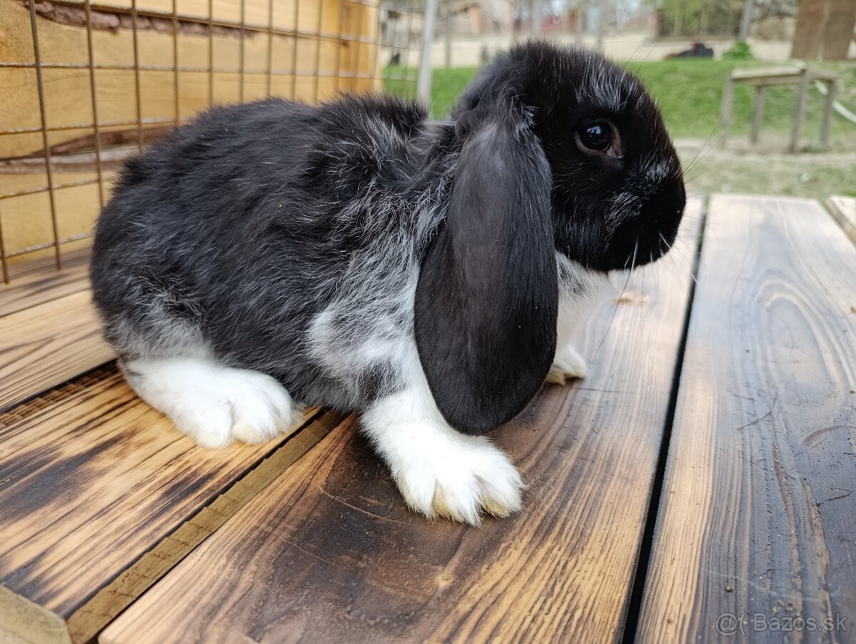Samica kralika 2,5 mesacna - 4
