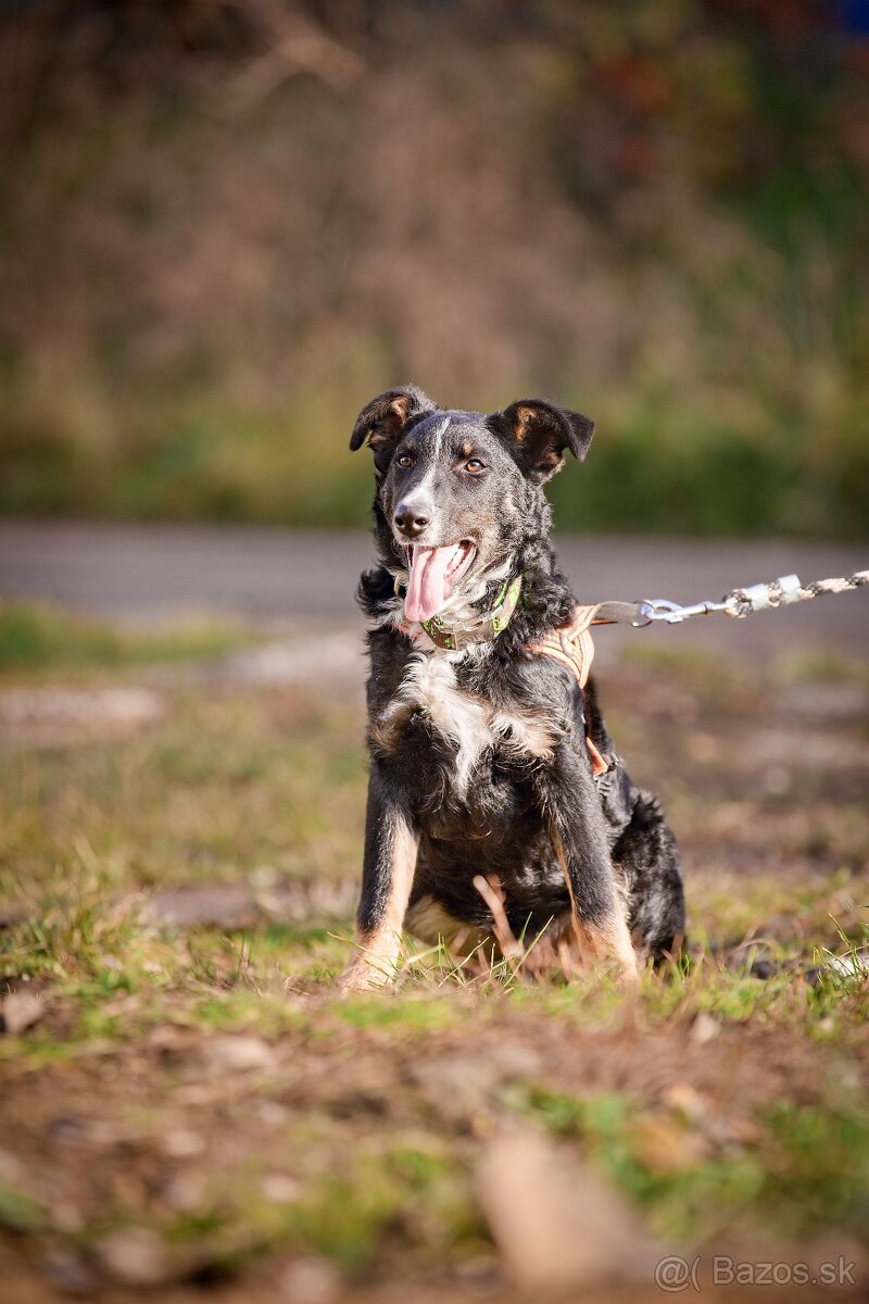 Darujem šikovné aktívne kučeravé šteniatko- mix border kólia - 4