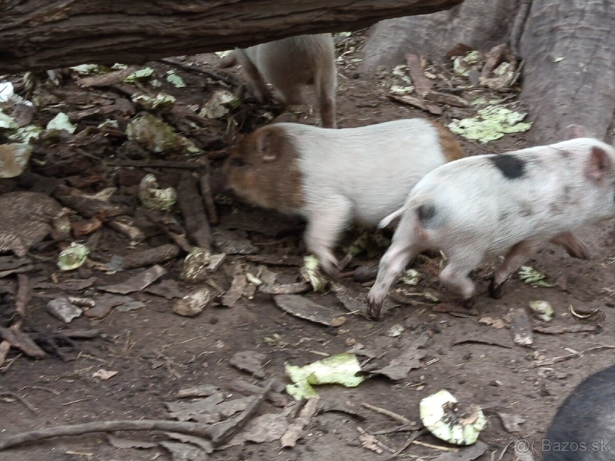 Vietnamské prasiatka 2 - 4