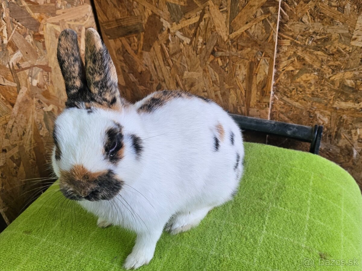 Zdrobnený strakáč žlto-čierny - 4