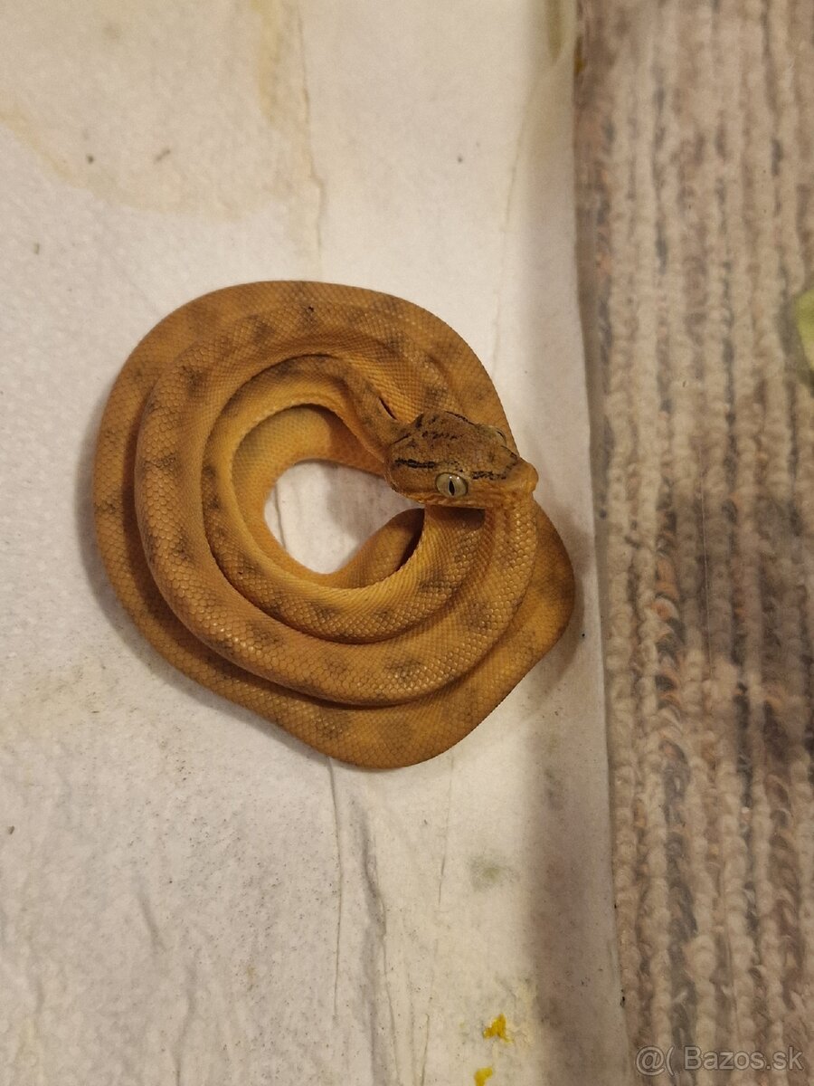 Corallus Hortulanus - 4