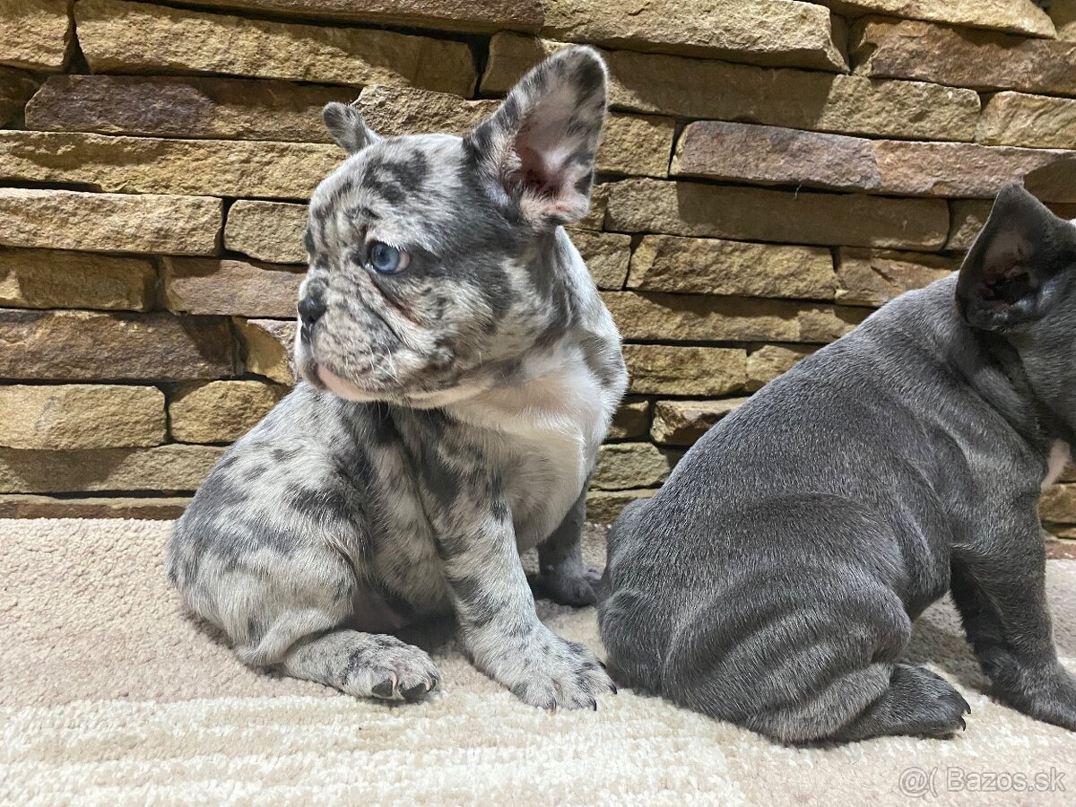 Francuzsky buldoček - 4
