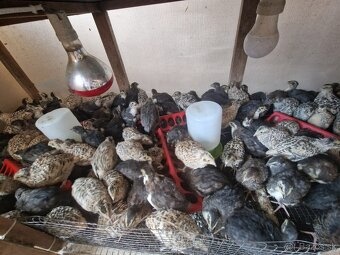 Predám japonské prepelice - 4