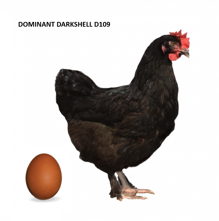 1 dňové kurčatá GreenShell, BlueShell, DarkShell - s dovozom - 4