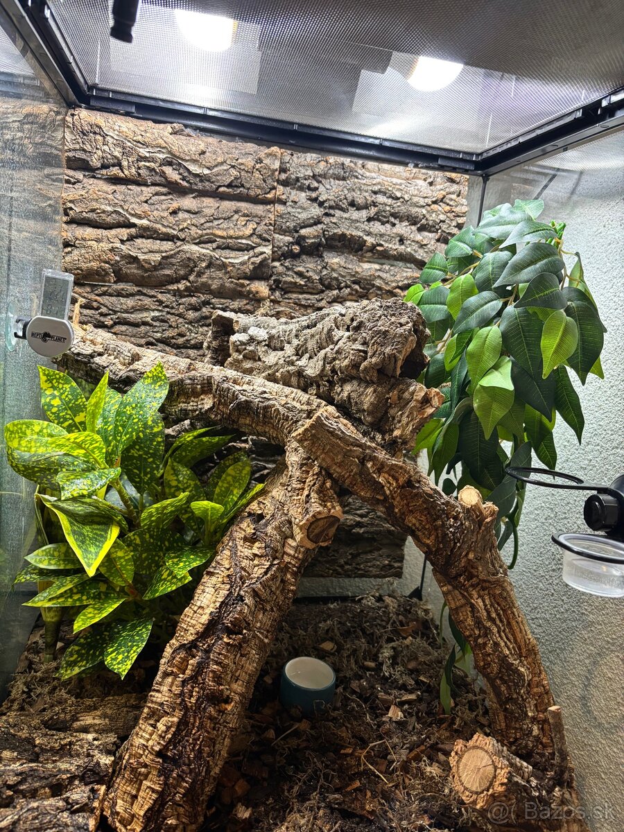 Predám terárium ZooMed s PAGEKONÓM RIASNATÝM (samec) - 4