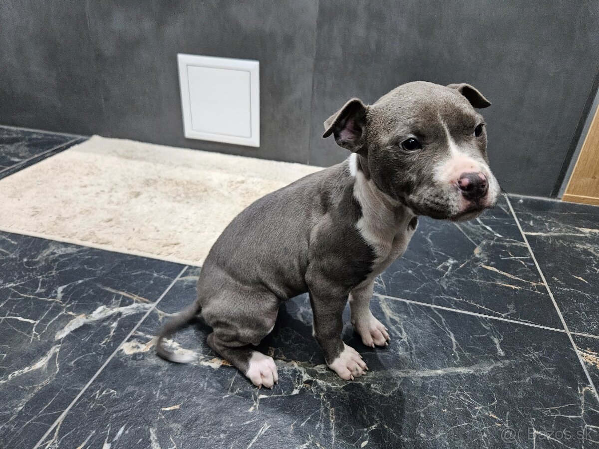 Americki staffordshire teriéra - Blue - 4