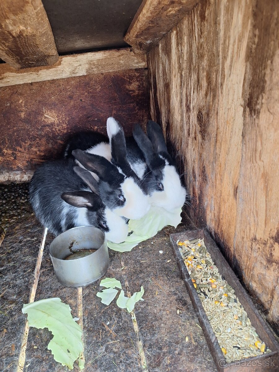 Králiky - 4