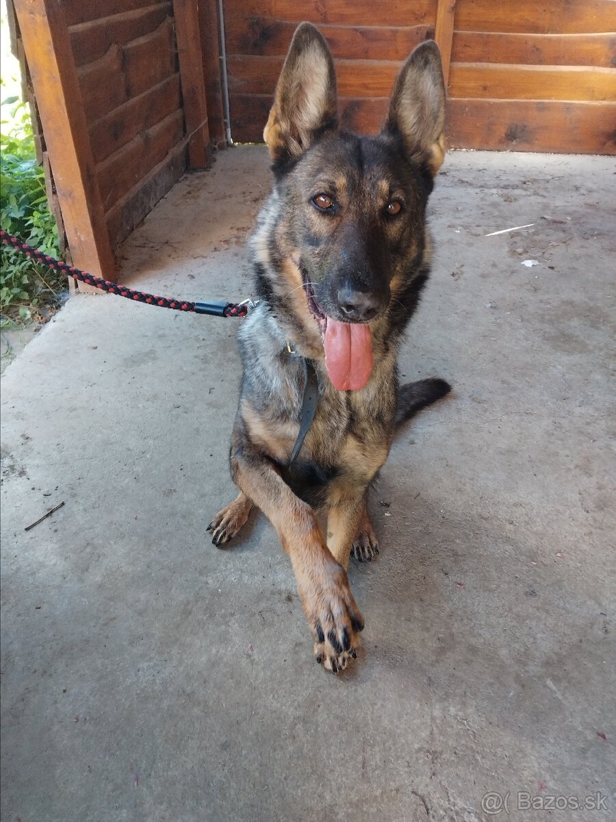 Fenka Bella 8.rokov - 4