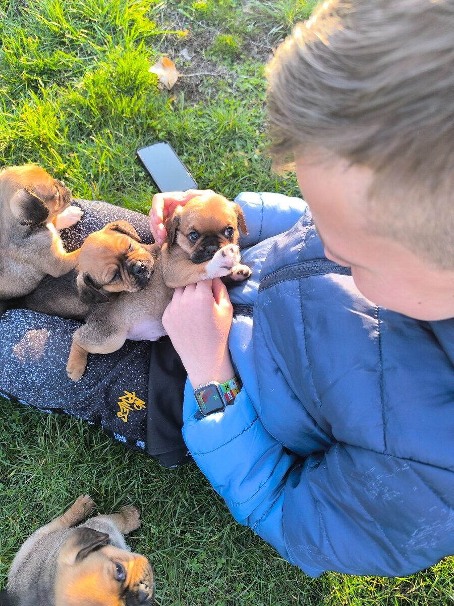 Šteniatka cavalier - 4