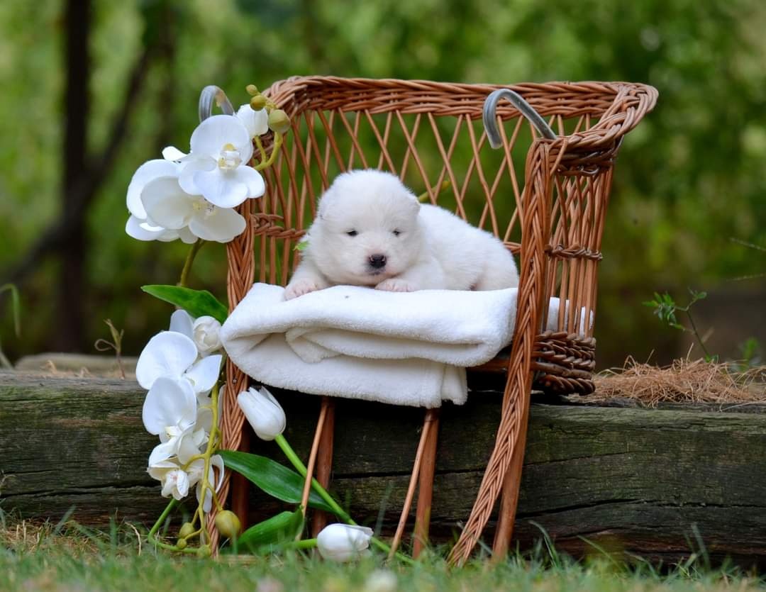 Samojed s PP LA TORRE ROJA - 4