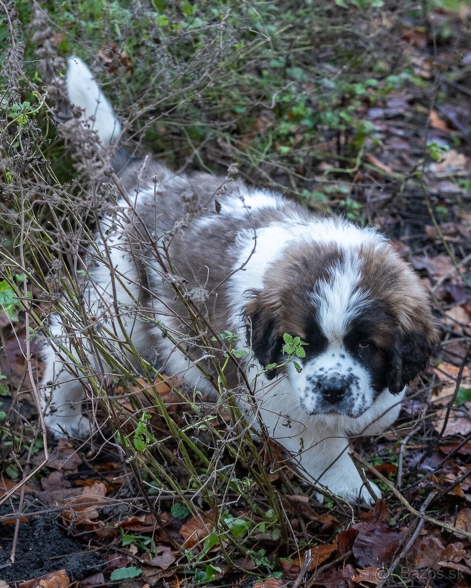 Moskovský strážny pes PP FCI - 4