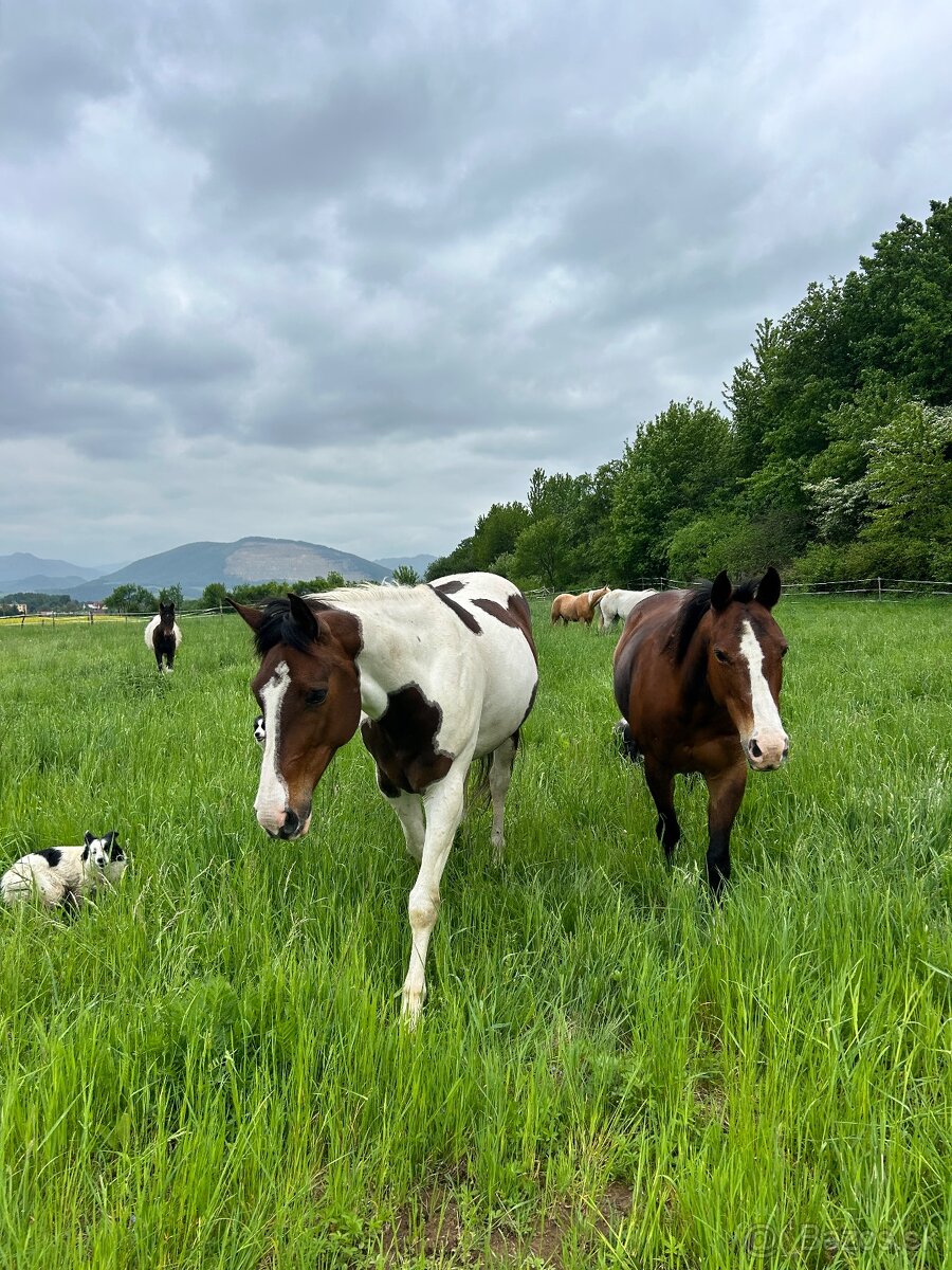 Predam kobylu 7 rokov - 4