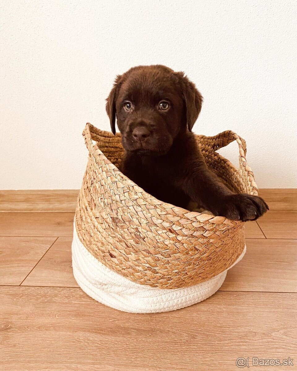 Labrador na krytie - 4