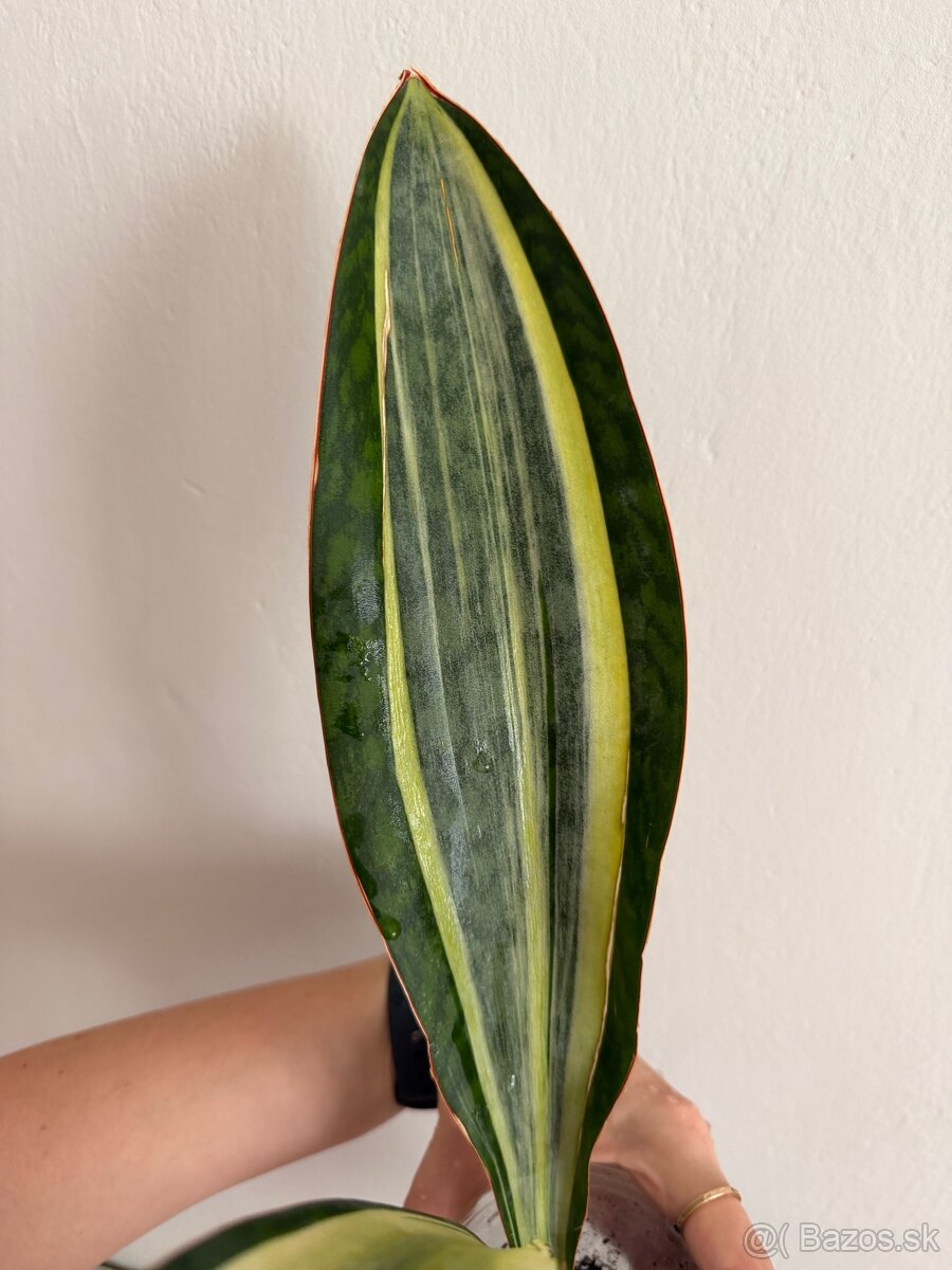 Sansevieria svokrine jazyky - 4