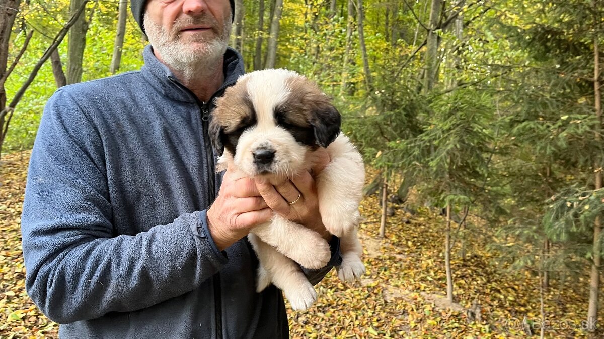 Šteniatka Moskovský trážny pes - 4