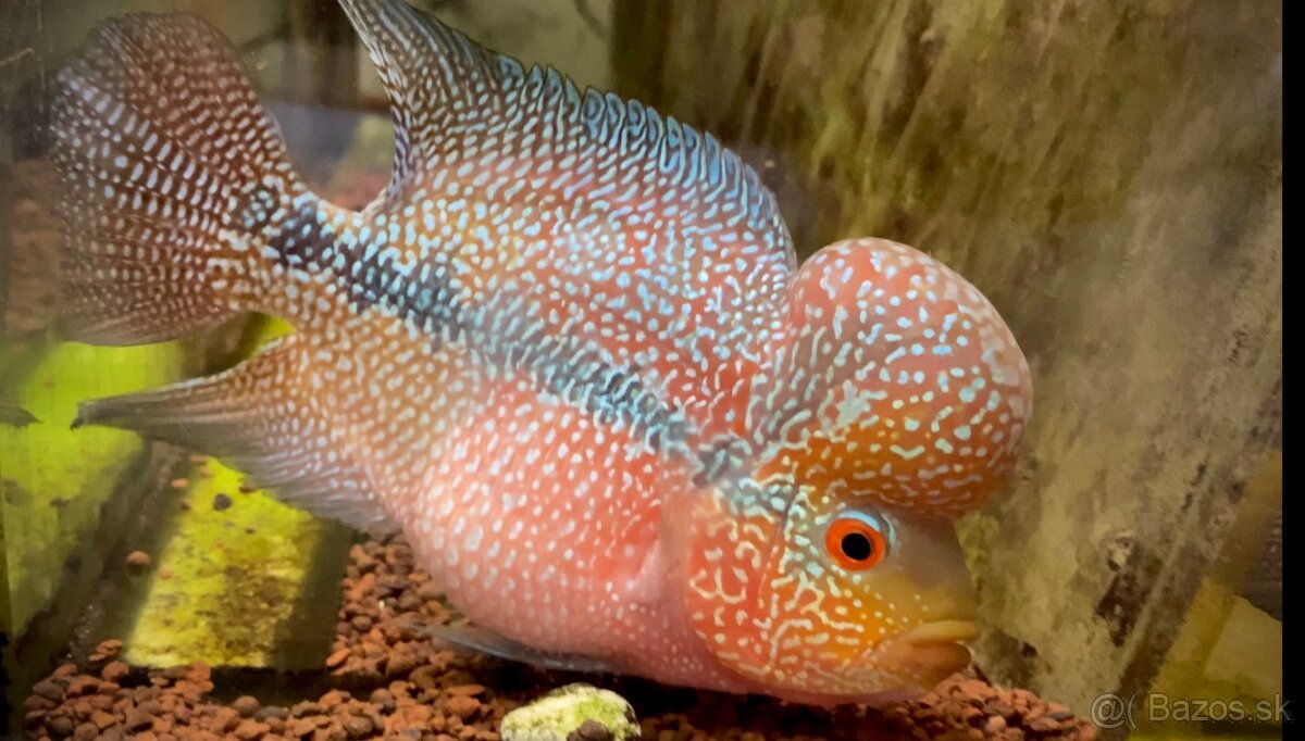 Flowerhorn Super Red Dragon - 4