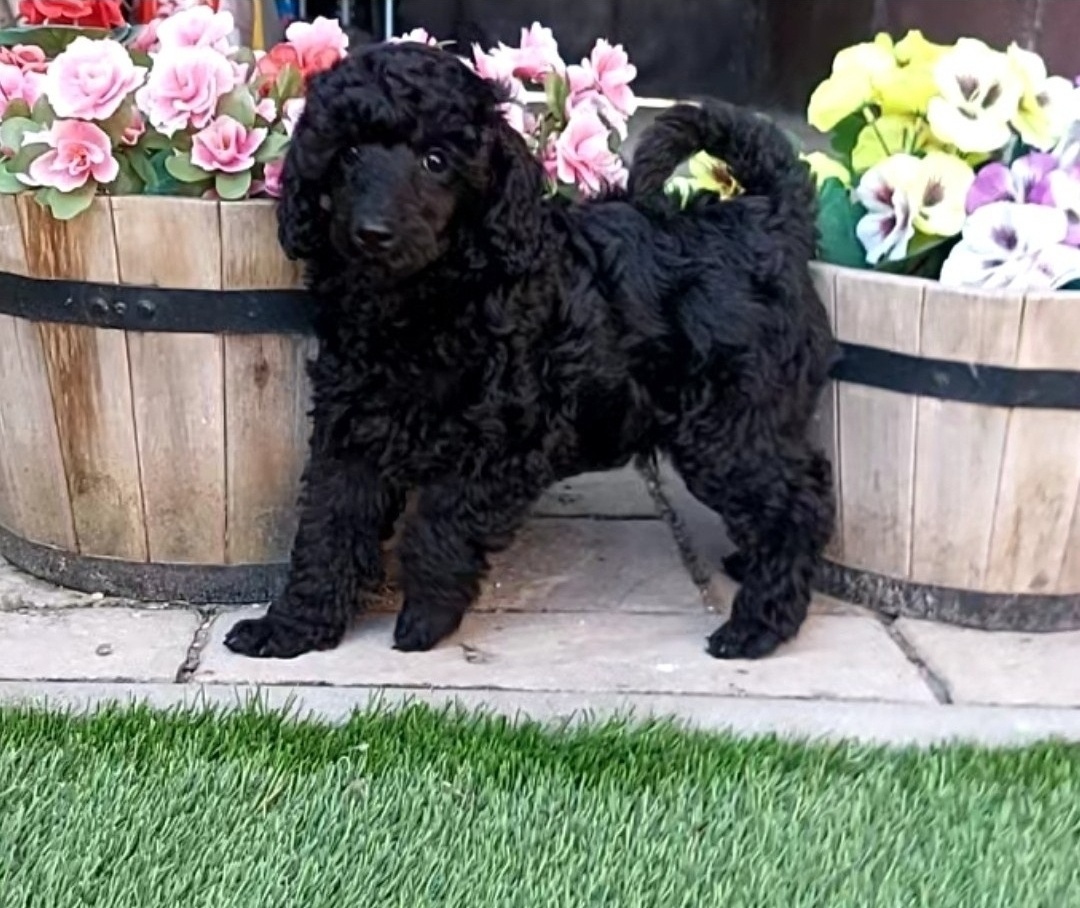 Pudel pudlík psík s PP - 4