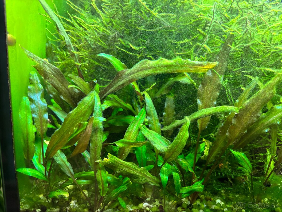 Javsky mach cryptocoryne najas - 4