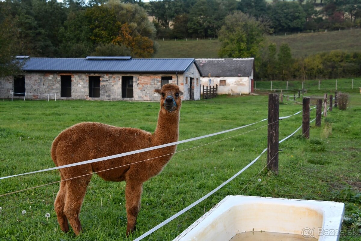 USTAJNENIE / JAZDENIE - 4