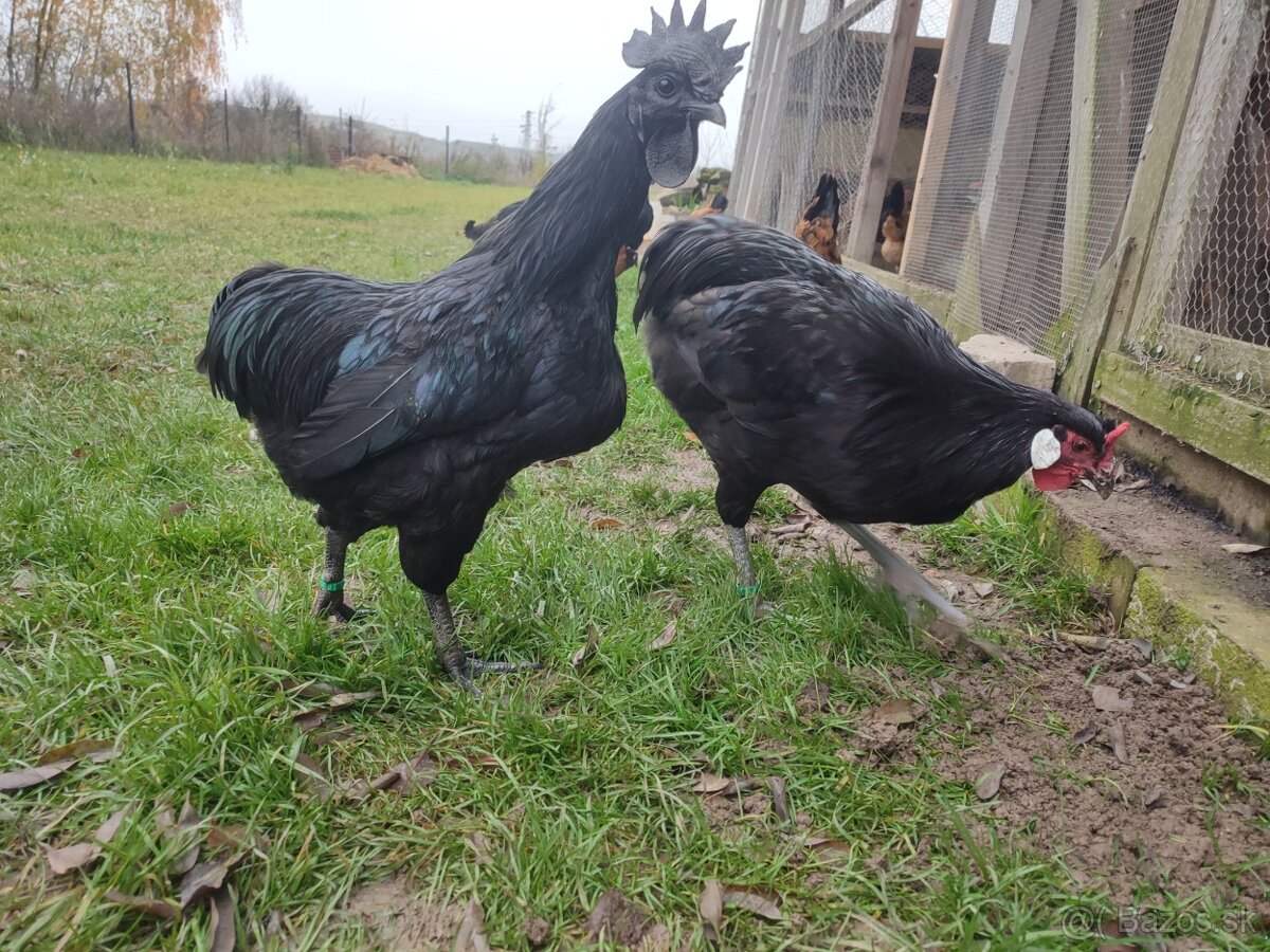 Forverka,Lafleška, AyamCemani, Hempširka - 4