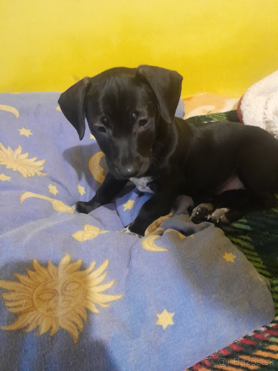 Šteniatko - Darujem - 4