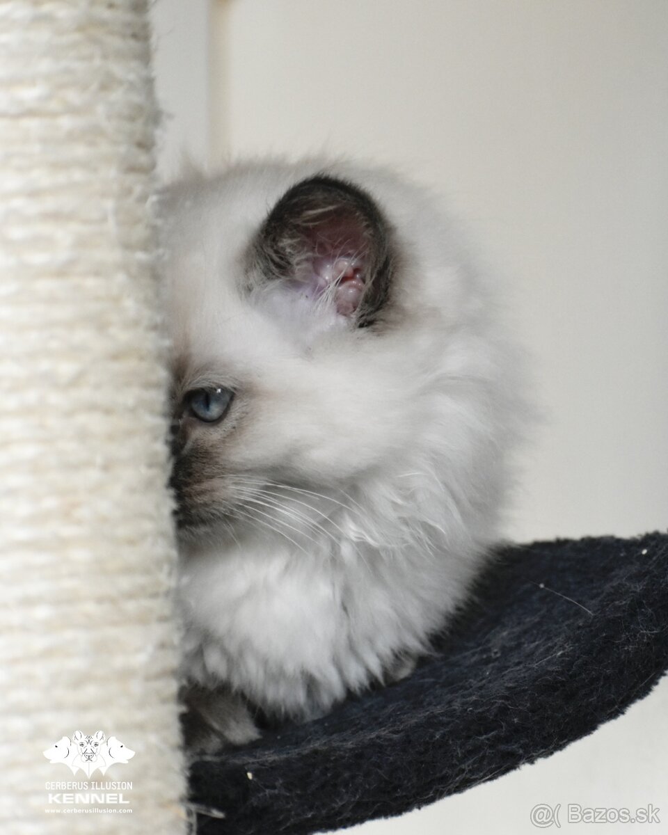 Ragdoll s PP - mačka na chov bez obmedzení pre SR - 4