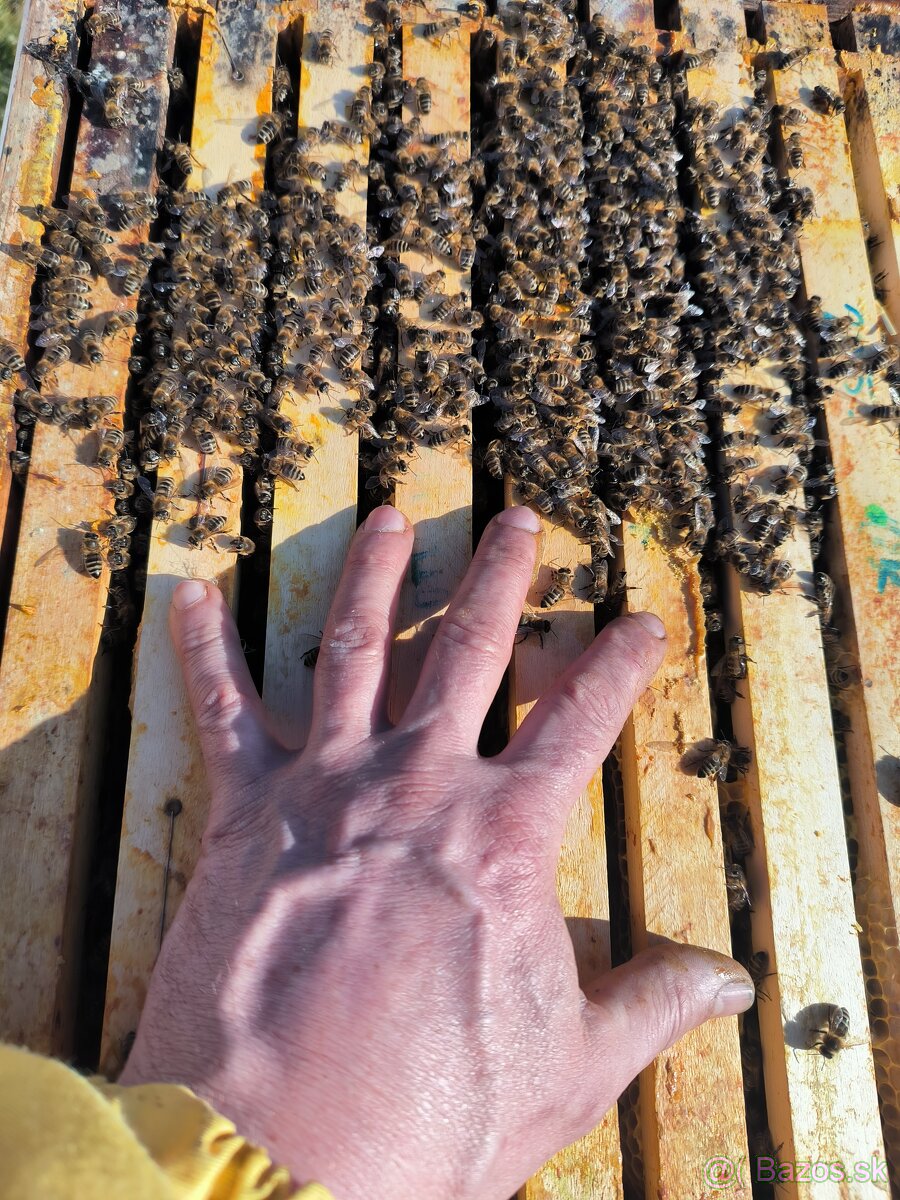 Včely - 4