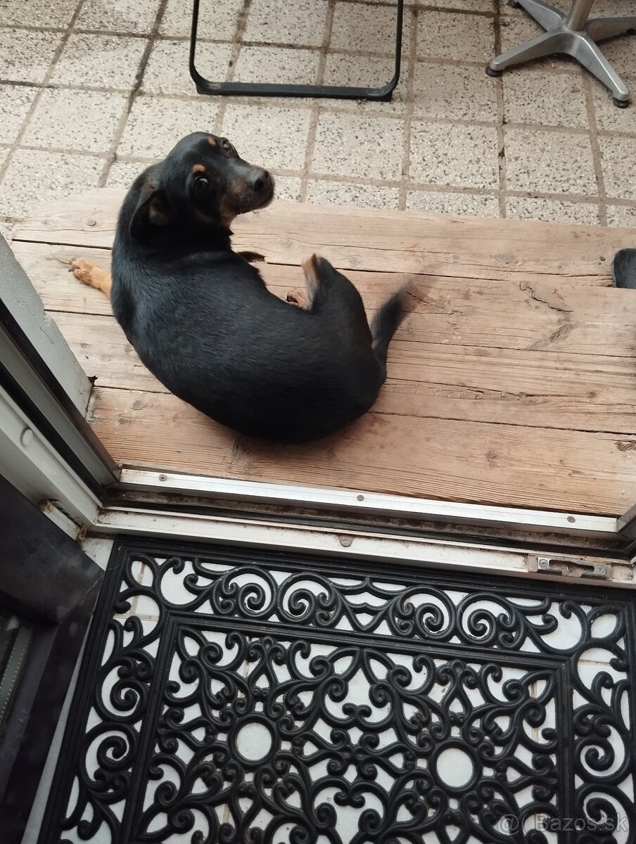 Darujem fenku 3ročnú - 4