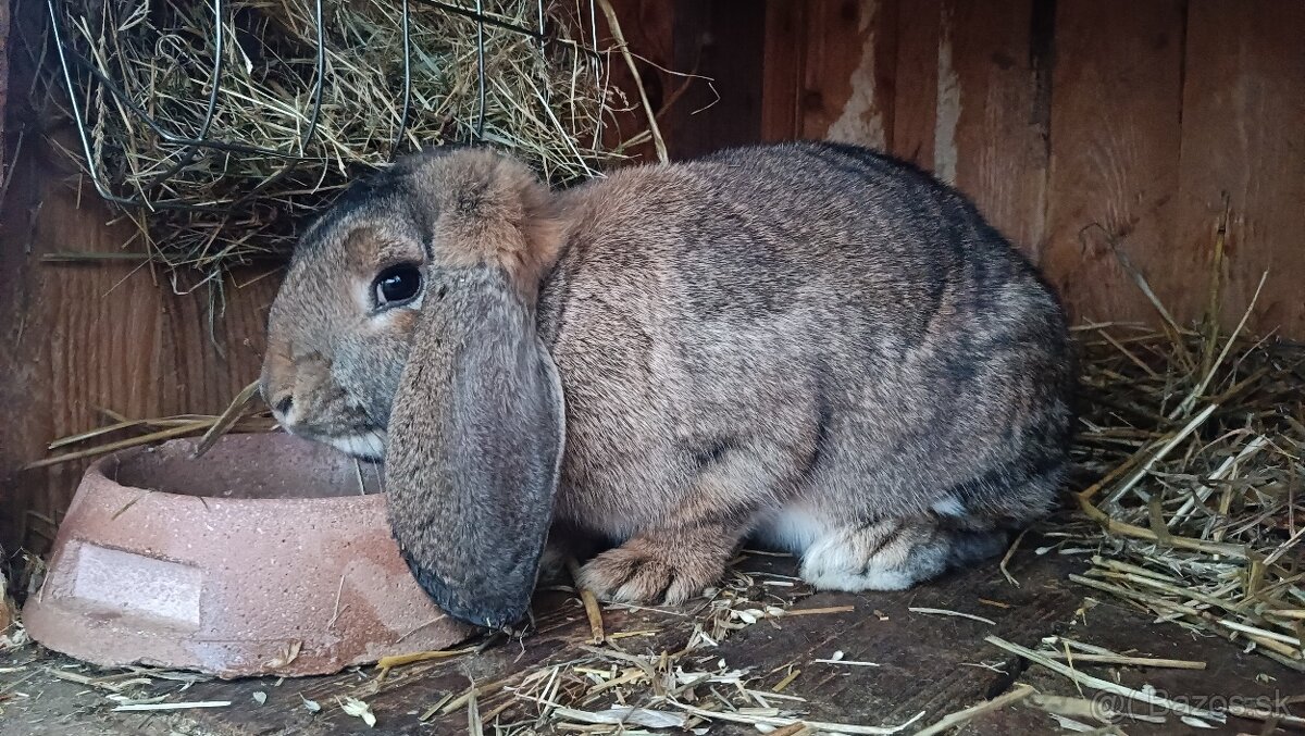 Francúzsky baran - 4