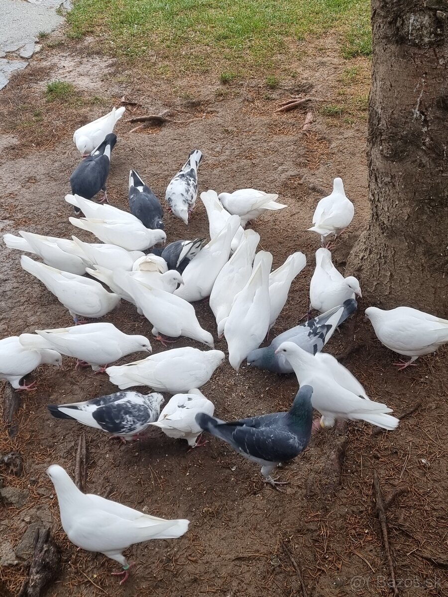 BIELE POŠTOVÉ HOLUBY - 4