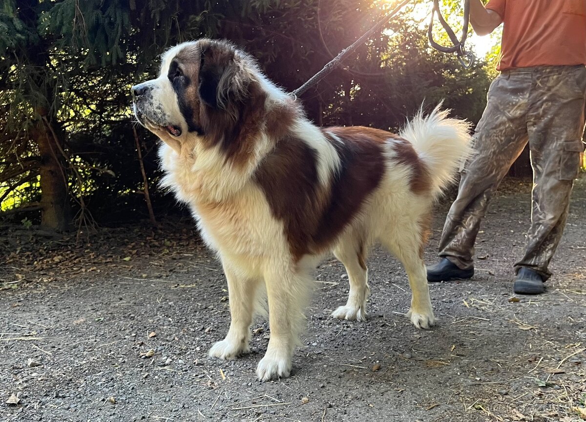 Ponúkame šteňata Moskovskeho strážneho psa s PP - 4