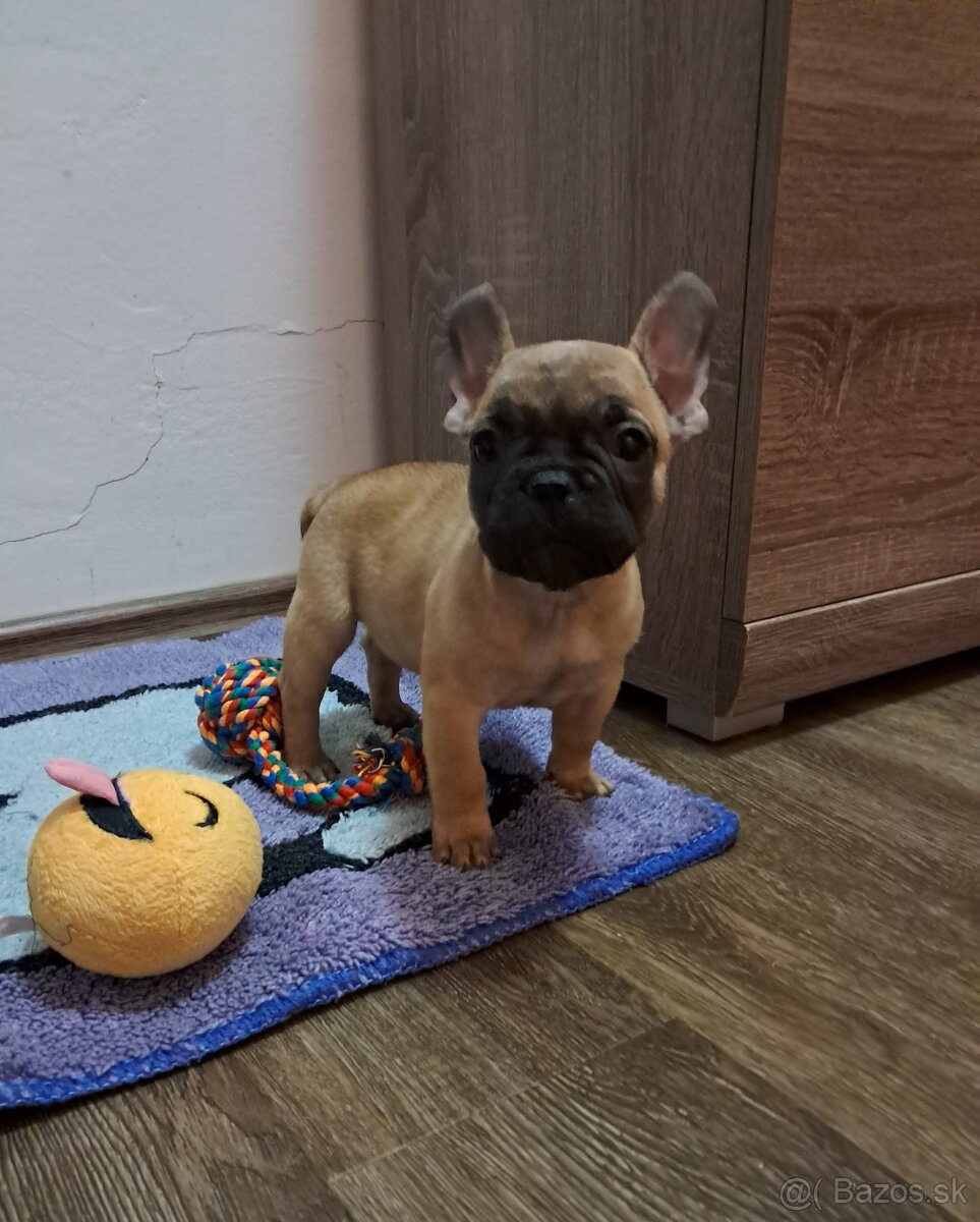 Francúzsky buldoček šteniatka s PP - 4