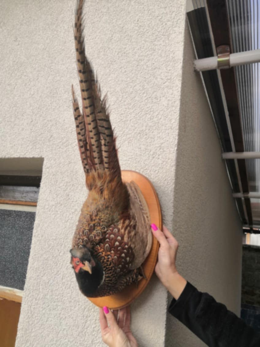 Polovnicke trofeje - 4