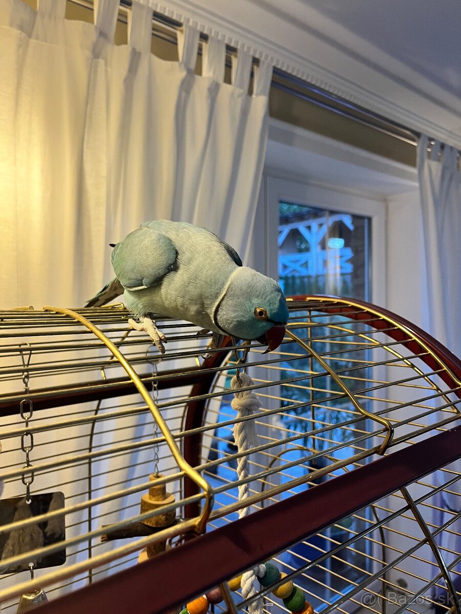 Alexander malý + klietka - 4