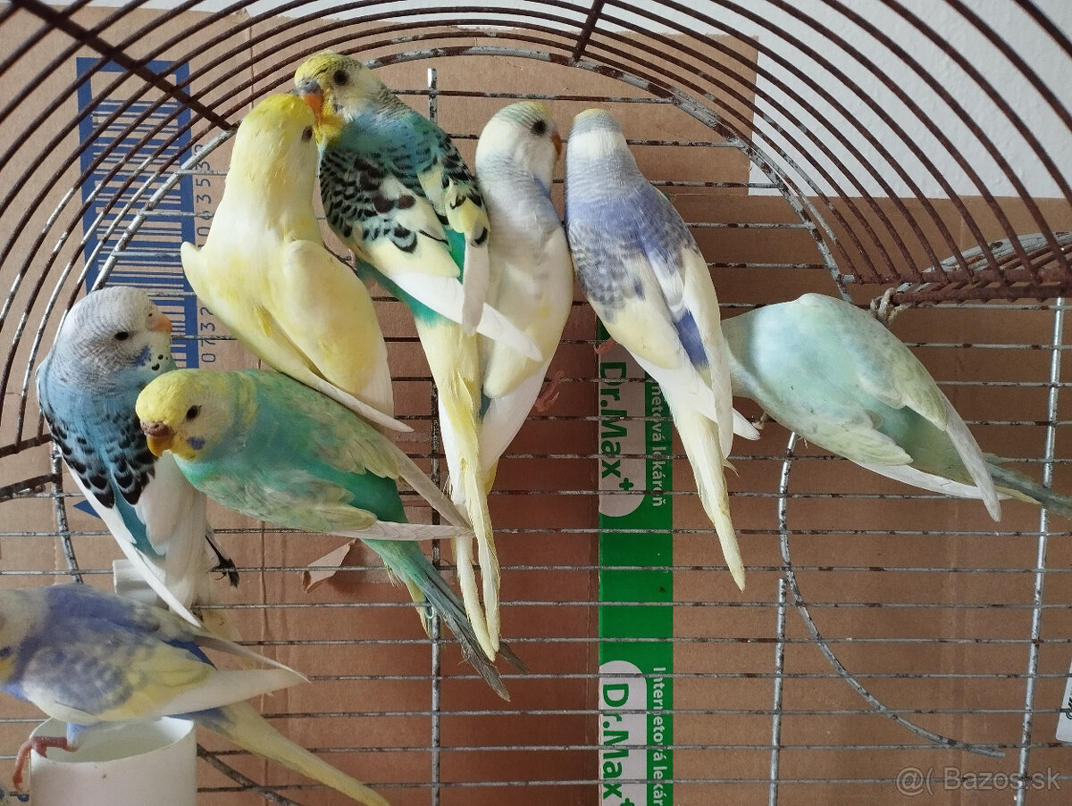 Predám andulky z búdok vyletané v auguste - 4