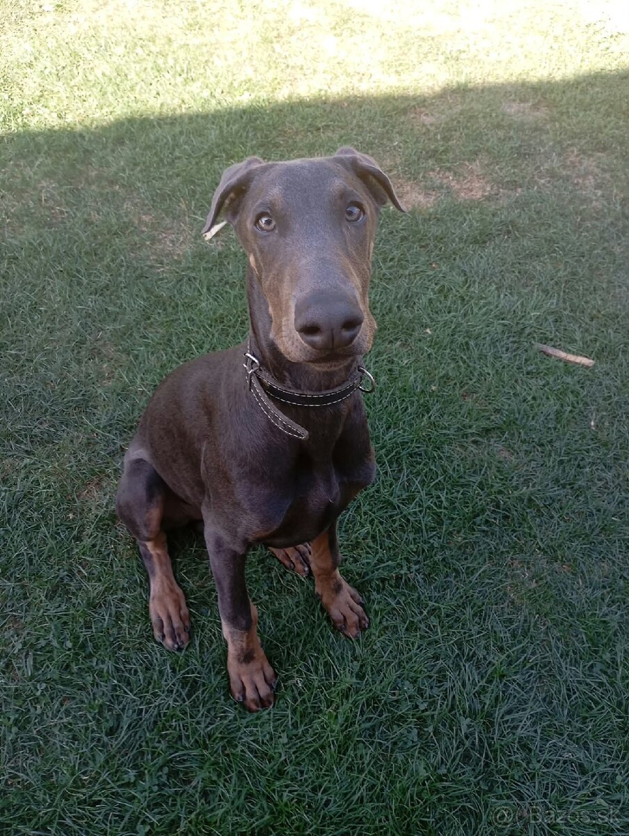 Šteniatko Dobermana - 4