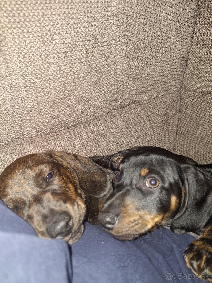 Krátkosrstý jazvecík - 4