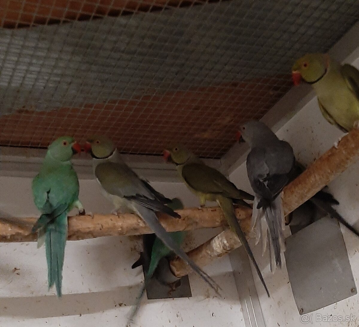 Alexander maly 2023 - 4