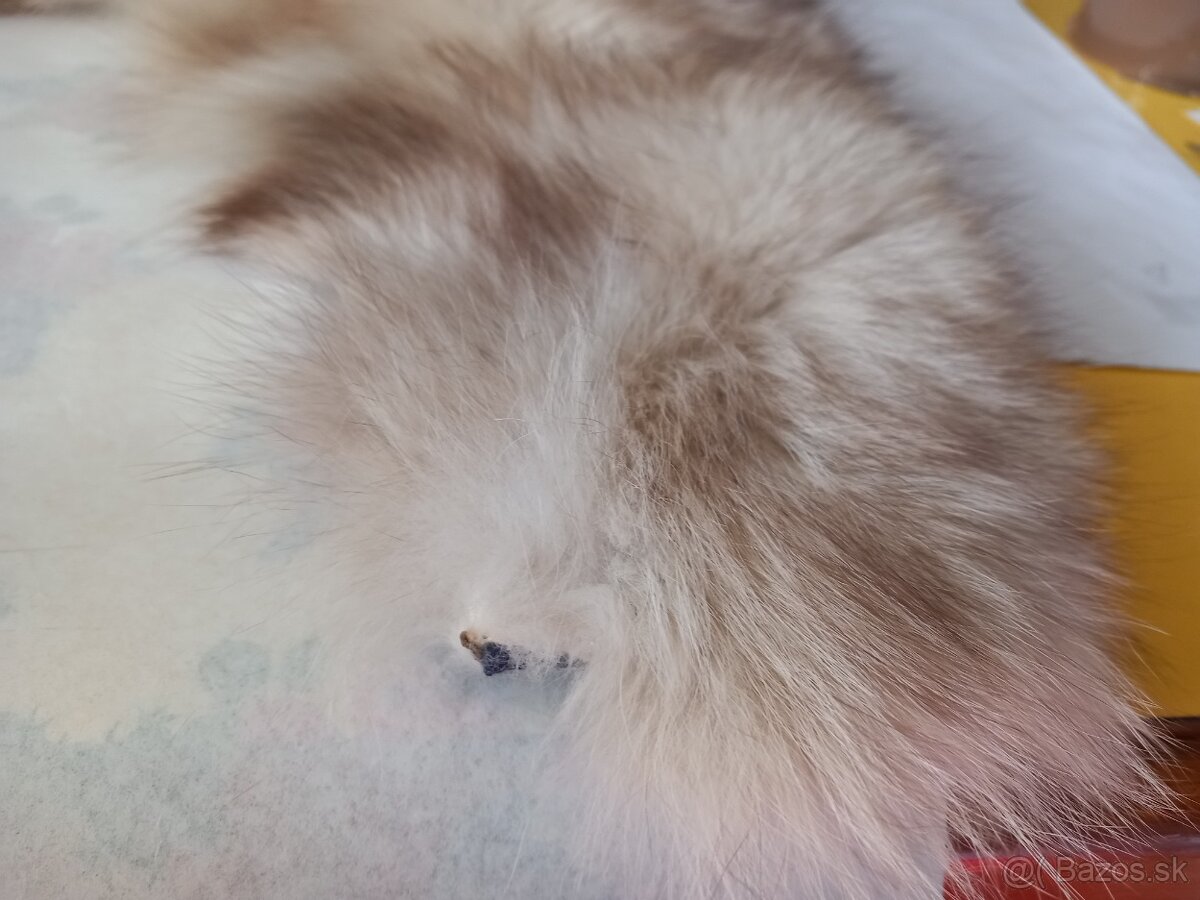 Kožušinový golier podšitý - 4